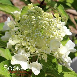 CANDELABRA® HYDRANGEA